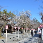 img_sakura_H27_05