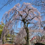 img_sakura_H27_06